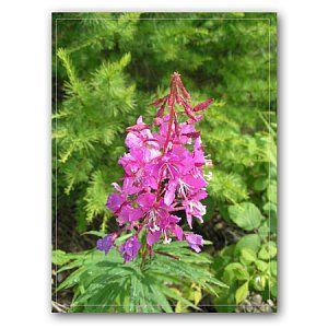 Иван-чай (кипрей) Трава 50 г