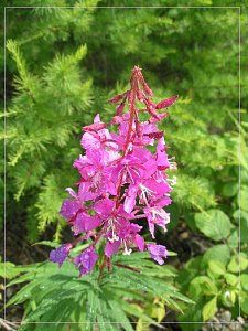 Иван-чай (кипрей) Трава фильтр-пакеты 20 шт